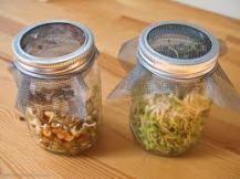 Sprouts jar
